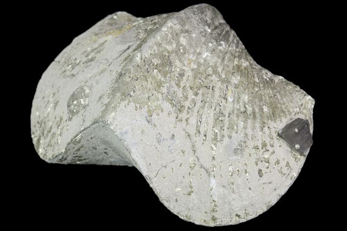 Pyrite Replaced Brachiopod (Paraspirifer) - Ohio #89734